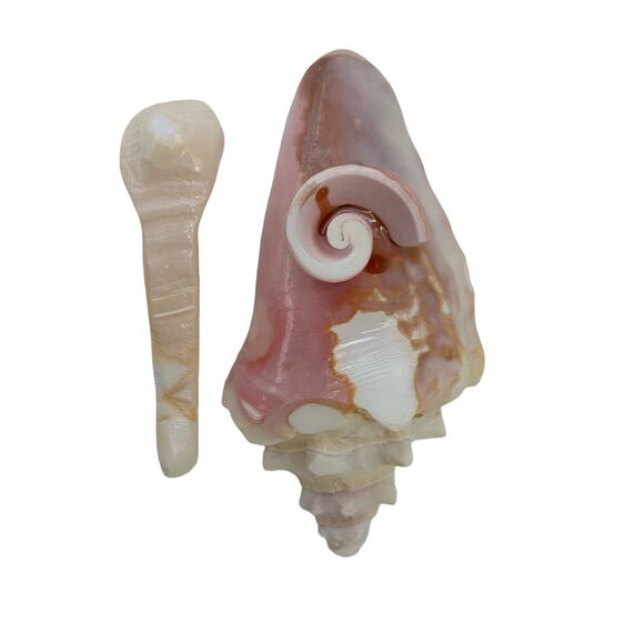 Conch Shell Hand Carved Bowl and Spoon Dip, Salsa, Salad, Condiment, Bahamas - Picture 6 of 8